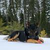 ajay.germanshepherd