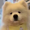 スイカ