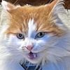 meowb.irl