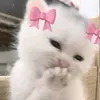 hho_r_ea