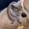 bltmsdt