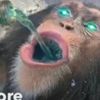 phunkemonke