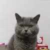 bastetcat44
