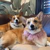 thecapetowncorgi