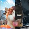 gato_lenguoso202581
