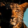 anayat_99