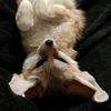 foxwithvinyl