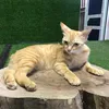 noantam2887