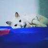 lala.alfina1
