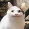 chipchipiscoming_