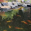 bongmy_1511