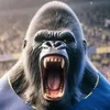 gorilla_sincero