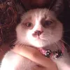 cachosvermellhoss