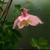 napgaobroadprawet1