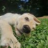 brindle_pig