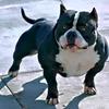 americanbully016