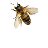 ultimae201