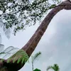 dididiyayaya