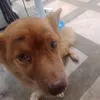 gwapilingsnamango