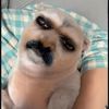 whispershadow47