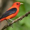 birdinternet_987