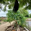 tamtran7598