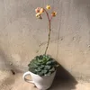 khac_roi04