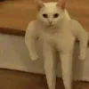 ben_k130