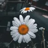 spoon_lofi