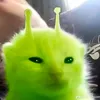 codmplayer256