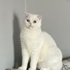 milkythecat4