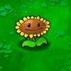 sunflower____pon