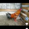tinguyengarung777