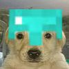 perrito_lou9