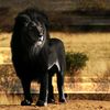 blacklionking.orginal