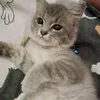 anwar_1326