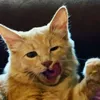 cat_funsemen