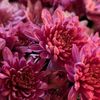 sun_flowers_01