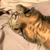 catmariacarey