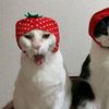 akira_strawberry_uwu