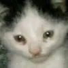 mosca_voadora_123