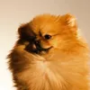 attentionchienferoce