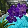 the traveling plants