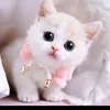 gamoydeh