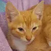 lena_the_cat