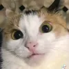 kadaiashi