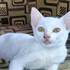 syidnti