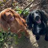 chessandherspaniels
