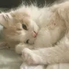 _ngtq.07