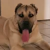 kangal.europe